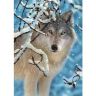 102068_Castorland_wolf.jpg