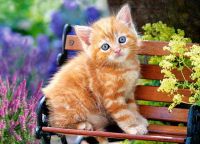 Castorland В-018178 Пазл Castorland 180 деталей Рыжий котенок