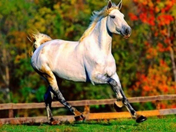 Рыжий кот HS036 Холст с красками по номерам Белая лошадь, 22х30 см