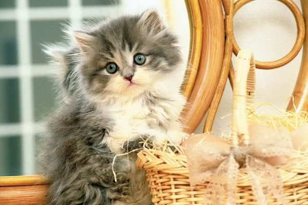 Рыжий кот Х-4691 Холст с красками 40*50 см по номерам. КОТЁНОК С КОРЗИНКОЙ.