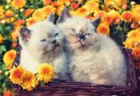 Рыжий кот Х-9001 Холст с красками 40х50 см по номерам. КОТЯТА В ЦВЕТАХ