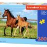 Castorland C260-26784 Пазл Лошади, 260 деталей