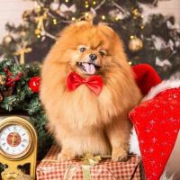 Рыжий кот ХК-2302 Набор для творчества Рыжий кот Холст с красками по номерам Новогодний шпиц 20*20