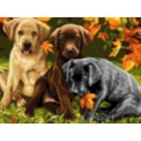 Рыжий кот Х-8390 Холст с красками 40х50 см по номерам. ЩЕНКИ ЛАБРАДОРА