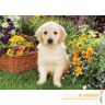 37160-1-pazl-labrador-v-sadu-500-detaley-360.jpg