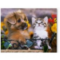 Рыжий кот Х-8378 Холст с красками 40х50 см по номерам. ЩЕНОК И КОТЕНОК В ЦВЕТАХ