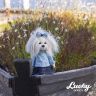 Orange Toys LD037 Lucky Doggy Мягкая игрушка Собачка Lucky Mimi: Джинсовое лето, 25 см