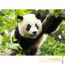 37142-1-pazl-panda-500-detaley-360.jpg