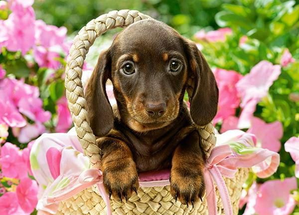 Castorland В-27514 Пазл Castorland 260 деталей Такса