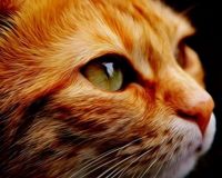 Рыжий кот ST574 Картина алмазная (блестящая) Милый рыжий котик, с подрамником, с полным заполнением 24 цвета, 30х40 см