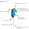 Авалон КМ002 Коняша Бурушка