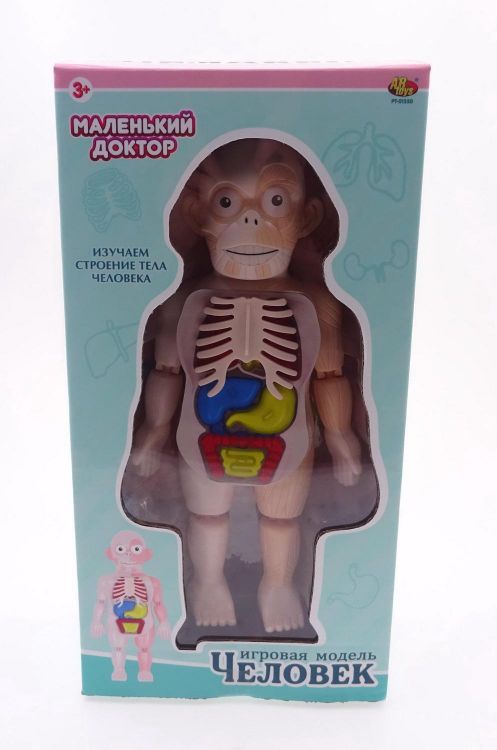 ABtoys (АБтойс) PT-01550 Игровой набор ABtoys Маленький доктор Изучаем строение человека ABtoys (АБтойс) PT-01550 Игровой набор ABtoys Маленький доктор Изучаем строение человека
